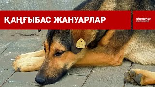 Қазақстанда үй жануарларын жаппай чиптеу басталады