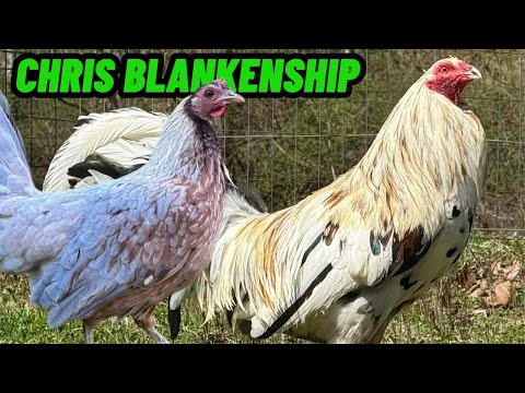 West Virginia Chris Blankenship Farm - Feeding Time Shape Outdoor Chicken Coop
