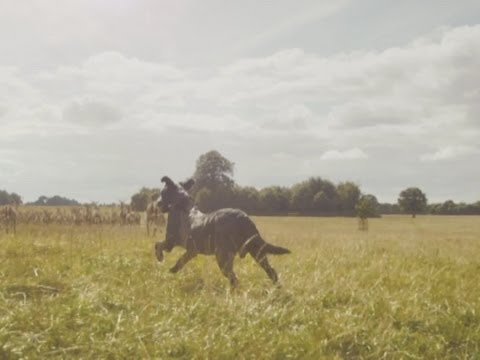 Fenton the Dog video spoofed in HD ad for new 4G network EE