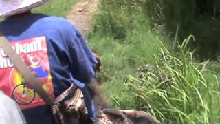 Hua Hin, Thailand - Elephant Trekking Safari