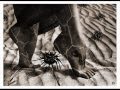 Muslimgauze - Harem of Dogs Maroon