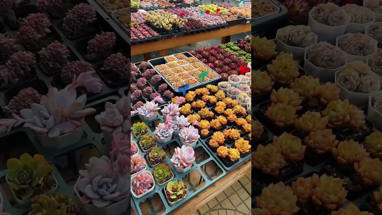 Vibrant Greenhouse Succulent Collection Display