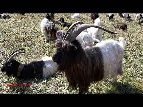 LE CAPRE VALLESANE ALLA FIERA DI S. MARTINO A CASTELDELFINO (CN) DOM. 18 - 10 - 2020.