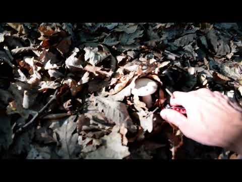 Mushroom Picking - Lactarius Piperatus, forest edible mushroom gathering Lactifluus piperatus