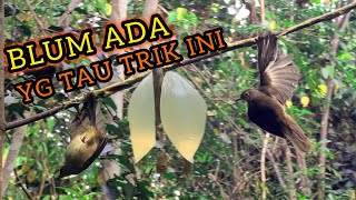 Download lagu 'Rahasia Mikat Burung Terbaru yang Belum Banyak Diketahui!' mp3