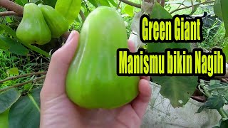 Download lagu Jambu Green Giant, Si Hijau Super Manis mp3