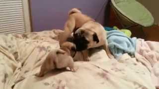 Baby Pug playing with Tommy