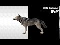 Realistic 3D Wolf Howling Animation Motion Graphics Envato Elements