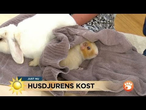 , title : 'Kostråd till kaniner och marsvin - Nyhetsmorgon (TV4)'