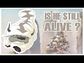 WHAT HAPPENEND TO APPA AFTER THE LAST AIRBENDER ENDED | EXPLAINED | THE ONE