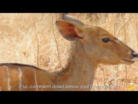 Bush Talk  -  Episode 1: The Nyala
