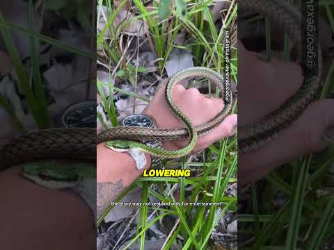 This Man Tries to Escape From a Snake Bite 😮 #shorts (@georgexaviier)