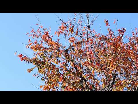 【動画素材】＜実写風景＞秋の空と紅葉した葉 311
