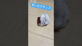 まいたけダンス ハムスターver #まいたけダンス #ハムスター #かわいい