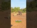 Elephant S Tough Choice Losing One Baby To Save Another Shorts Animals Fyp Wildlife