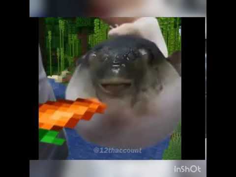 Pufferfish memes compilation 🤣😂😂