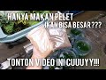 CARA MERAWAT ANAKAN IKAN GUPPY YANG BARU LAHIR SAMPAI DEWASA