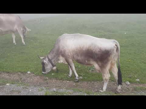 Alpenkühe im Nebel - Serfaus Fiss Ladis - Tiroler Grauvieh #4Romeo