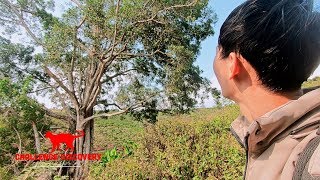 preview picture of video 'Bí ẩn CÂY ĐA THẦN ở CHÙA MA BỬU SƠN, Lâm Hà | Cây đa thần tập 2 [ phần 1 ]'