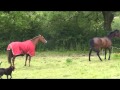 Death By Horse