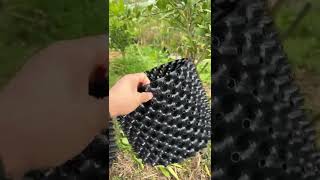 핑거라임 분갈이 마술화분 에어포트 루트플러스 fingerlime airpot #shorts