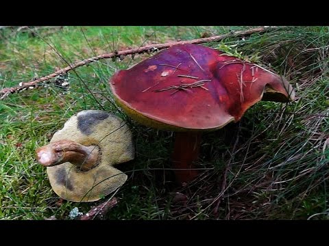 Svampeekspert Sten Larris/ Brunstokket Rørhat/ Djursland