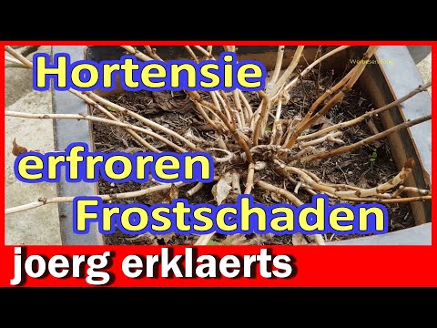 💥Quick-Tipp Ist meine Hortensie erfroren Frostschaden erkennen Tutorial No.399