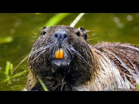 DABAR 🦫🦫🦫 EDUKATIVNI VIDEO ZA DECU ❤️