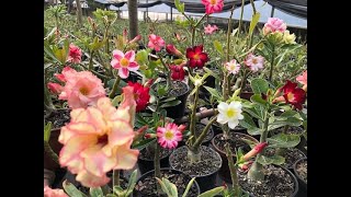 O maior segredo para enxertos da Rosa do deserto brotarem florindo, isso  fantstico !