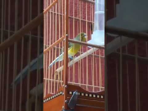 SANGUE AZUL anilha OS.069/002/2020,  FILHO DE FAVORITO x  FOX