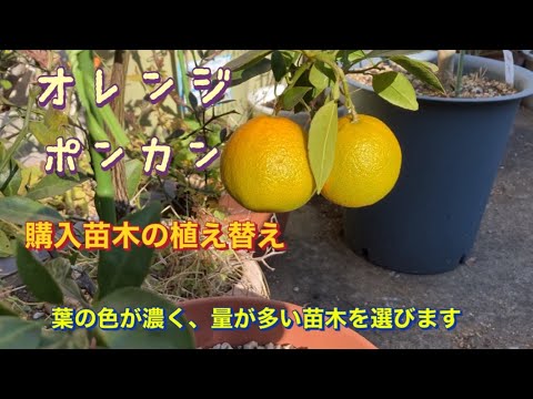 園芸 オレンジの木に関するよくある質問