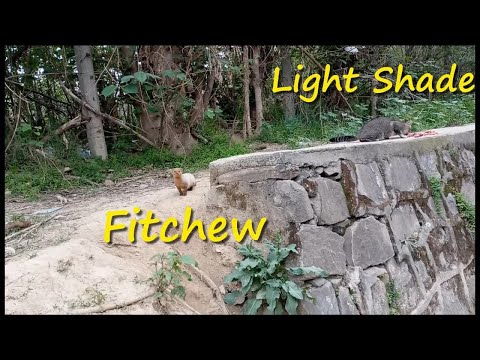 Cute, Funny and Wild Cats Meal Video 18 Mar 2021 - Street Cats