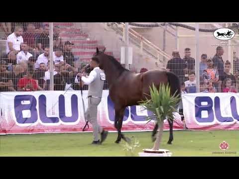 N 162 NICHE RAGALIS   Manda Arabian Horse Show   Mares 4 Years Old Class 17