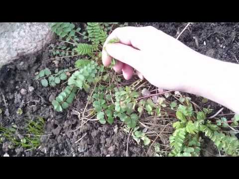 Pimpinelle - Kleiner Wiesenknopf