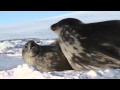 Field Notes Dan Costa In Antarctica KQED QUEST