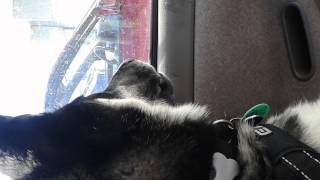Puppy panting, stops when people walk past the car