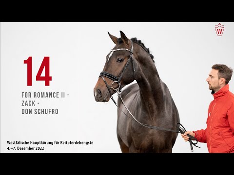 Westfälische Hauptkörung 2022 Reitpferde: Kat.Nr. 14  For Romance II  -  Zack  -  Don Schufro