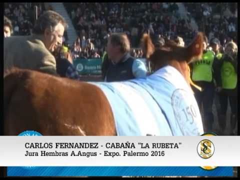 28-07-16 GRAN CAMPEONA HEMBRA ANGUS - MACHICOTE, FERNANDEZ Y MATOS -  PALERMO 2016.