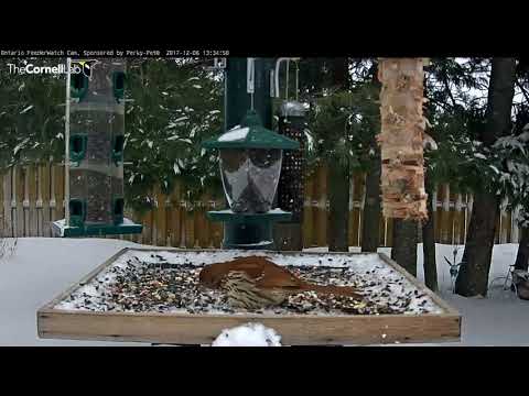 Brown Thrasher Battles Starlings and Blue Jays, Dec 6, 2017 Cornell Lab | Ontario FeederWatch Cam