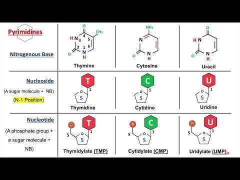Introduction to Nucleic Acids, Nucleosides and Nucleotides | Biochemistry Basics