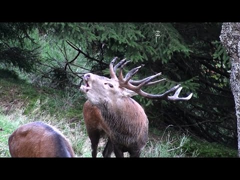 LE BRAME DU CERF VOSGES 2014