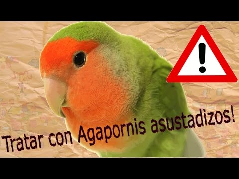 Como conseguir que tu Agapornis salvaje no te tenga miedo