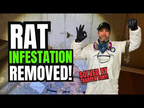 The Ultimate Rat Removal Guide: Find Entry Points, Trap Smart, Seal Permanently