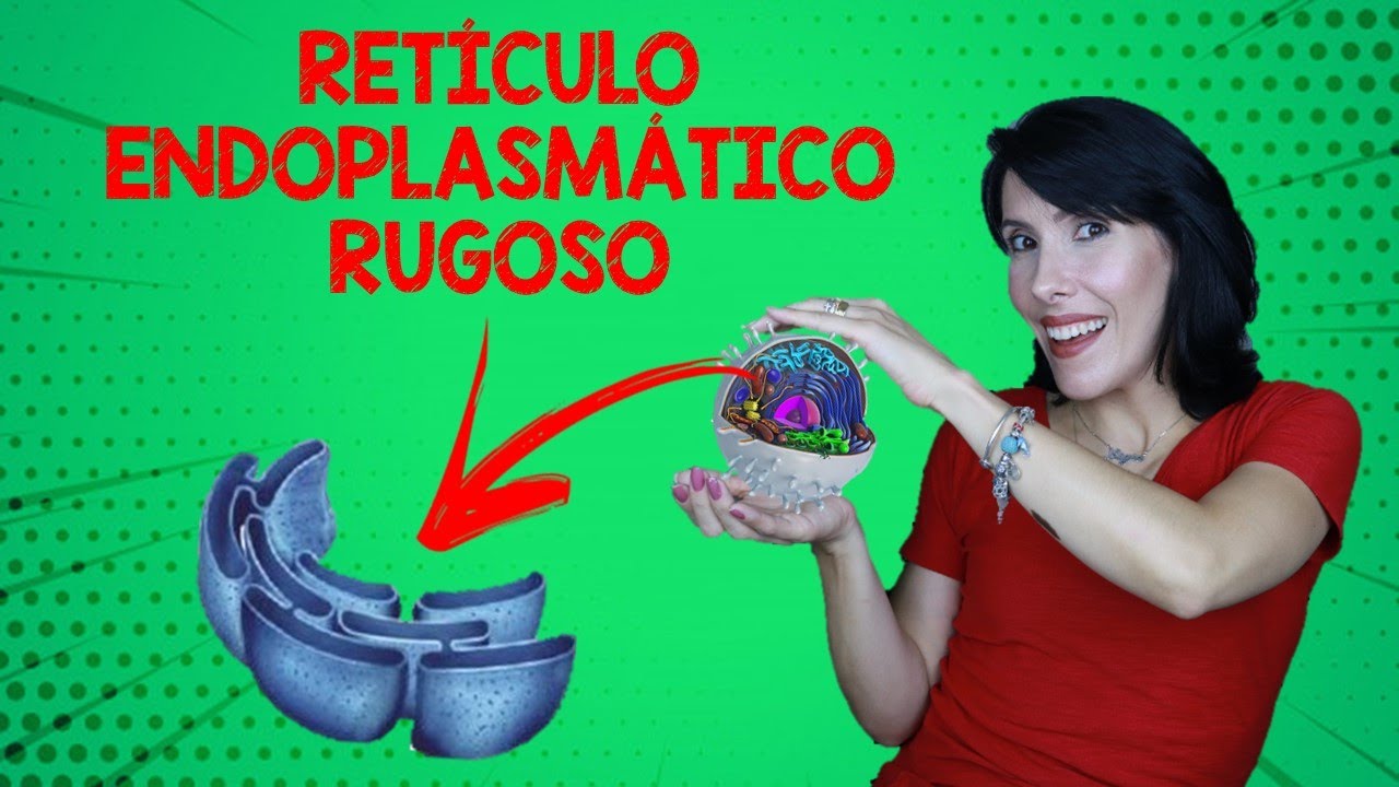 RETÍCULO ENDOPLASMÁTICO RUGOSO