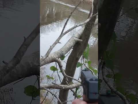 p17 Thanksgiving day pt 2