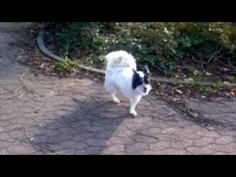 Celina Lewis - White Lines (Romeo Veron Remix)