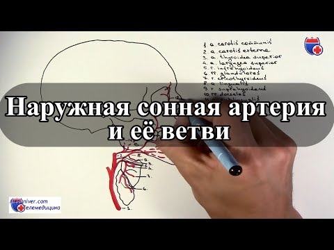 Наружная сонная артерия и ее ветви - meduniver.com