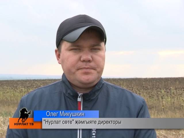 Көнбагыш уңышы әйбәт булган