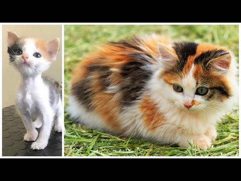 The Dazzling Variety of Calico Cats