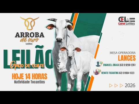 LEILÃO GADO DE CORTE ARROBA DE OURO LEILÕES | NATIVIDADE-TO - 31/08/2026